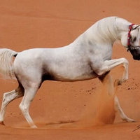 Arabian Horse