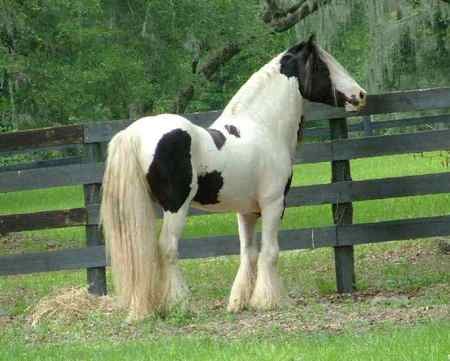 Horse - horse, powerful, animal, cavalo, stallion