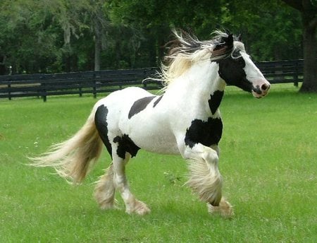 Gypsy Vanner - animal, powerful, cavalo, stallion, horse