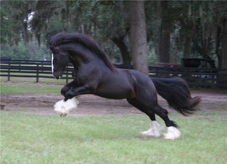 Caymus Horse 1 - horse, powerful, animal, cavalo, stallion