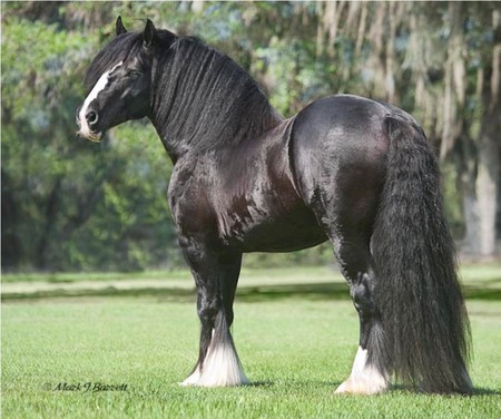 Caymus Horse 2 - horse, powerful, animal, cavalo, stallion