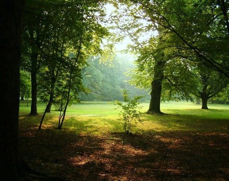 Place to find oneself - relaxing, rays, quiet, trees, walks, sun, park, growth