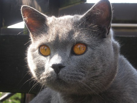 View - cute, eyes, cat, view