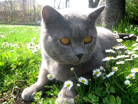 Daisies - rest, daisy, flowers, cat