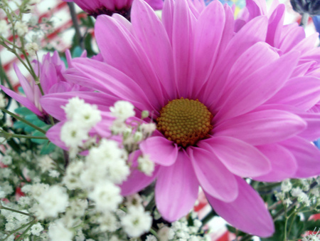 pink daisy - nature, pink, beautiful, daisy, lovely, spring, flower