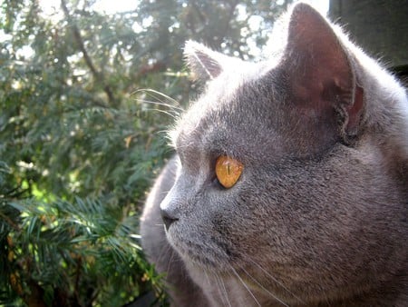 Profile - cat, eyes, orange, british, cute