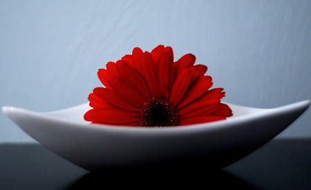 red gerbera - single, decoration, design, beautiful, red, color, flower, gerbera