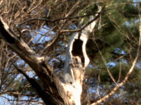 need a room - fall, tree, sky