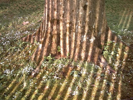 morning glow - flowers, shine, grass