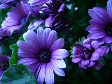 Purple Petals - purple, pretty, petals, green, leaves, flowers