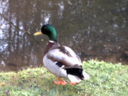 can u be a duck? - green, love, duck