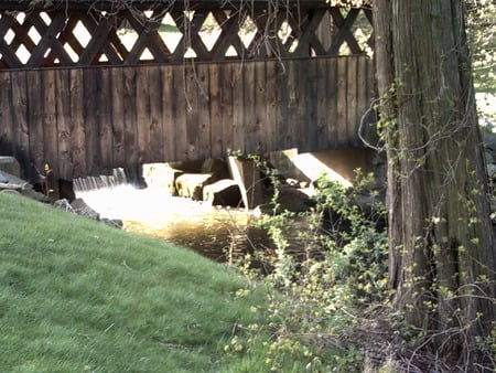 forest park - water, bridge, trees