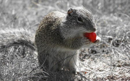 Yummy - grape, food, eating, cute, adorable, monochrome, squirrel