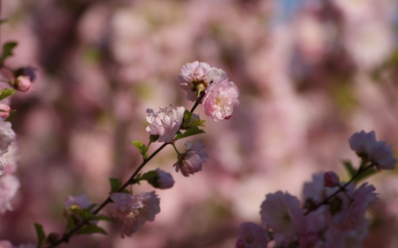 Spring Flowers - pretty, blossoms, spring, pink, tree, flowers, nature, apple, peaceful