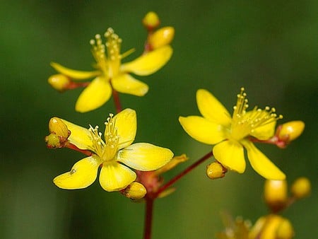 Yellow Flowers - picture, yellow flowers, cool