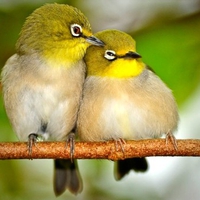 Love Birds