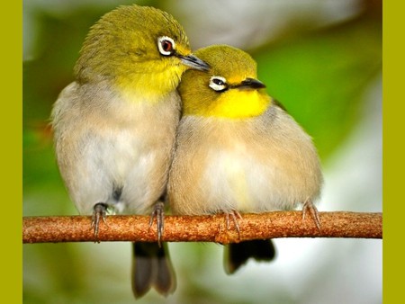 Love Birds - love birds, cool, picture