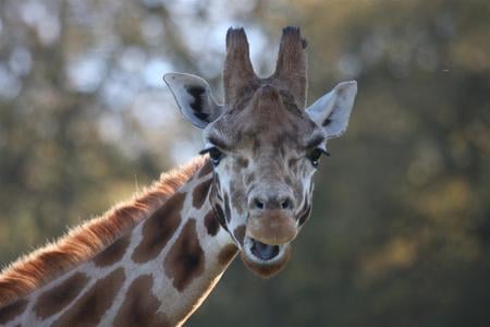 Who Me - ears, face, eyes, giraffe, cute, neck