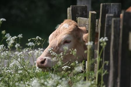 Help Help - fence, brown, cow, flowers, head