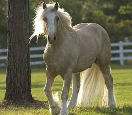 Stallion - animal, powerful, cavalo, stallion, horse