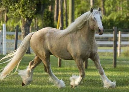 Corcel - animal, powerful, cavalo, stallion, horse