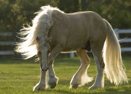 Horse - animal, powerful, cavalo, stallion, horse