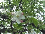 Apple blossoms take two.