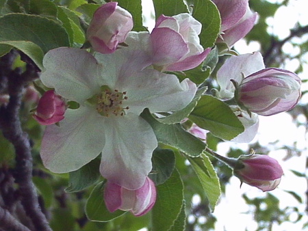 In tight apple blossoms - white, blossoms, pink, red, tree, apple