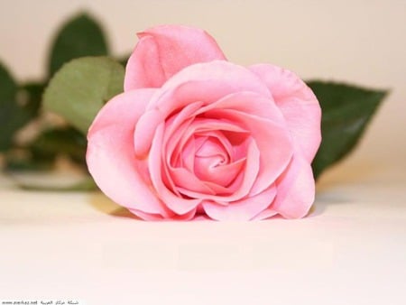 love wallpaper   Sweet as Rose . jpg - bud, rose, petals, pink