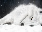 white fox in ice 1280x800. jpg