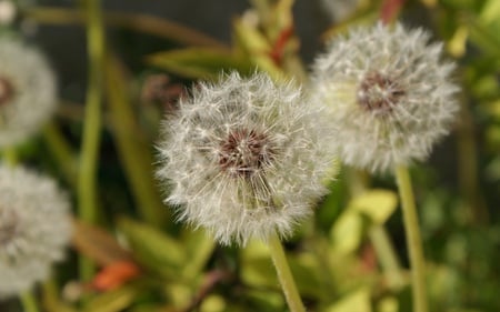 Spring Weeds - nature, serene, weeds, pretty, green, poof, spring