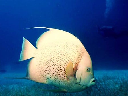 Angel of the deep - white, fish, ocean, blue, angel