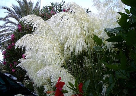 White grass beauty - white, plume, red, green, grass