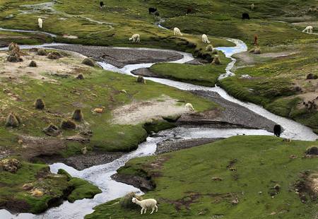 Lazy grazing - valley, graze, llamas, animals