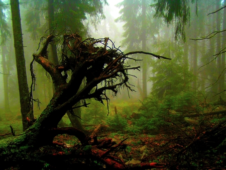 THE END - palnts, trees, dead, foggy, forest, tree