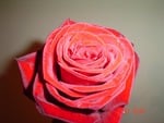 Red rose