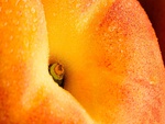 Big Ripe Peach Fruit Macro