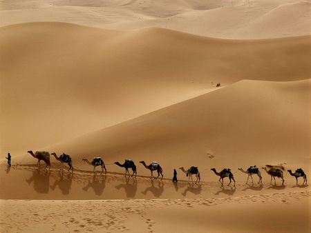 Camel Caravan Crossing the Libyan Desert - nature, deserts