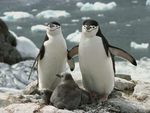 Chinstrap Penguins Family