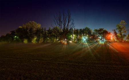 UFO Lights - nature, lights, night, forest, ufo, tree, dark