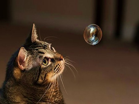 Curiosity  - watching, cat, bubble, curious