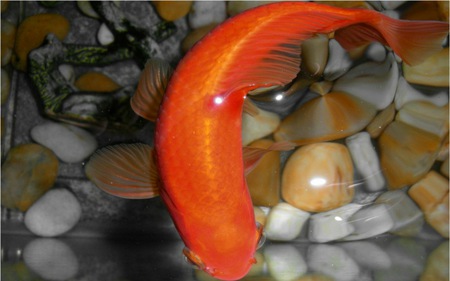 Goldfish from Above - goldfish, water, swimming, serene, cute, orange, fish