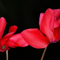 Pink Orchids