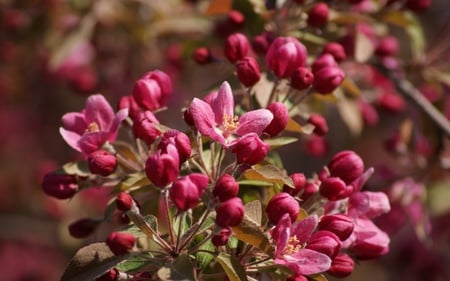 Pink Spring Buds - fresh, buds, pretty, pink, beautiful, flower, spring