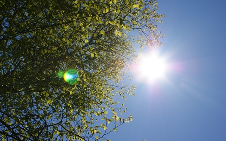 Sunshine on a Blue Day - relaxing, sky, sunshine, blue, sun, beautiful, sunny, tree