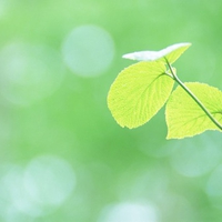 Pure and Fresh Green Leaves