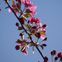 Pink Flowers on Bright Blue Sky