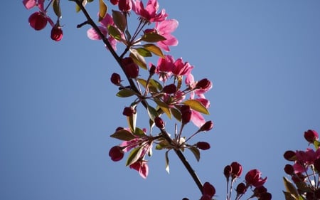 Pink Flowers on Bright Blue Sky - nature, sky, pretty, pink, blue, flowers, spring