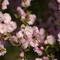 Pink Tree