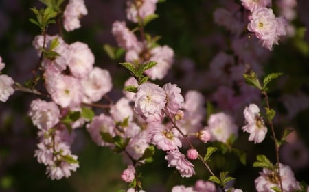 Pink Tree - flowers, pretty, nature, buds, pink, tree